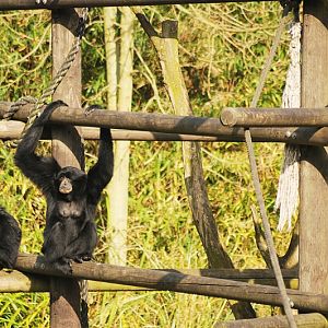 Siamang family at Dortmund