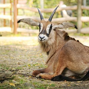 Young roan antelope at Dortmund