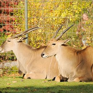 Eland antelope's at Dortmund