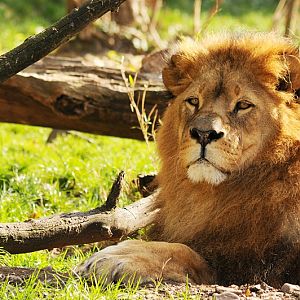 Lukas the lion at Dortmund