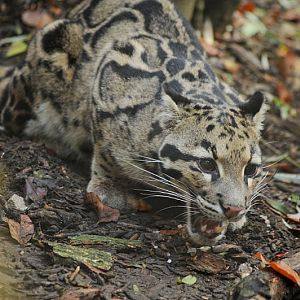 Clouded leopard at Dortmund
