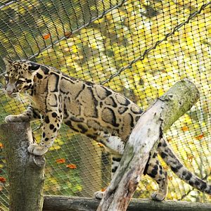 Clouded leopard at Dortmund