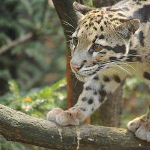 Clouded leopard at Dortmund