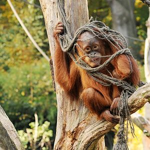 Young Sumatran Orang-Utan at Dortmund