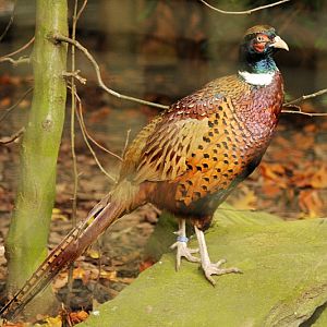 Korean ring-necked pheasant at Dortmund