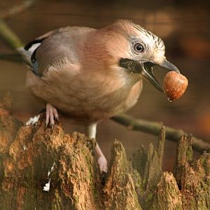 Eurasian jay at Dortmund