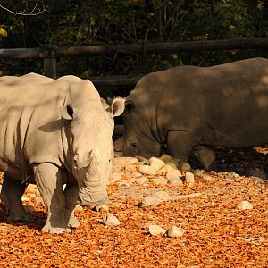 White rhinos at Dortmund