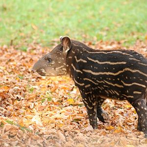Baby lowland Tapir at Dortmund