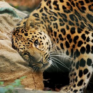 Amur leopard at Dortmund