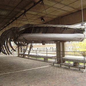Fin whale skeleton at Cambridge Natural History Museum