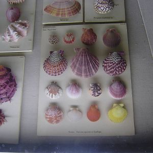 Colourful scallops at Cambridge Natural History Museum