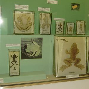 Amphibian specimens at Cambridge Natural History Museum