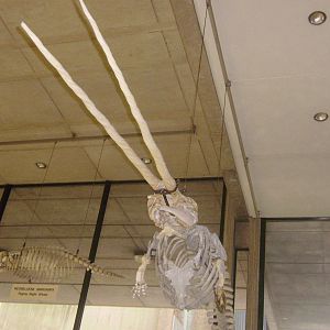 Two-tusked narwhal skeleton at Cambridge Natural History Museum