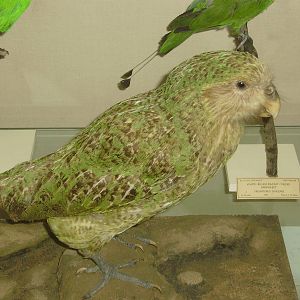 Stuffed kakapo at Cambridge Natural History Museum