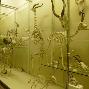 Ungulate skeleton display at Cambridge Natural History Museum