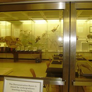 Closed wing at Cambridge Natural History Museum