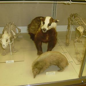 Stuffed badgers at Cambridge Natural History Museum