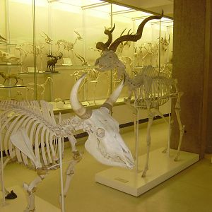 Mounted ungulate skeletons at Cambridge Natural History Museum