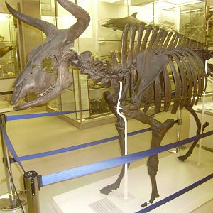 Aurochs skeleton at Cambridge Natural History Museum