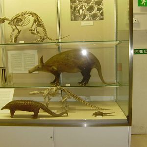 Aardvark and pangolin display