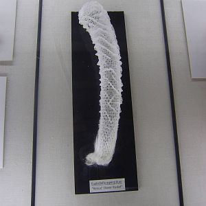 Venus' flower basket