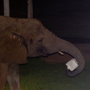 Cuddles gets an enrichment feed