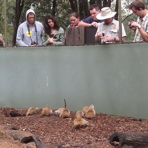 Meerkats get an enrichment feed