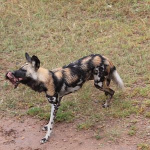 African Wild Dog feeding