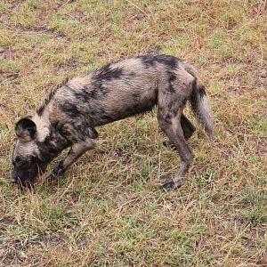African Wild Dog feeding