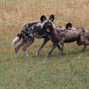 African Wild Dog feeding