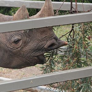 Kwanzaa gets an enrichment feed