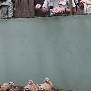 Meerkats get some mealworms