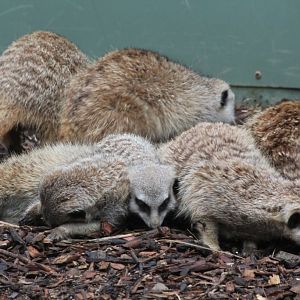 Meerkats looking for mealworms