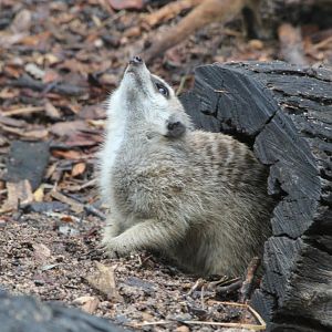 Meerkat watching a Magpie perched overhead