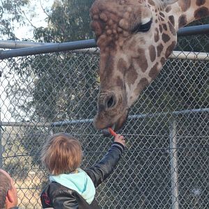 Giraffe feeding
