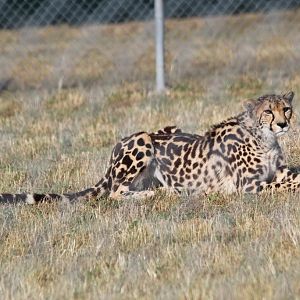 Kyan the King Cheetah