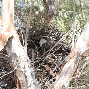 Babbler nest in the Zoofari Lodge area