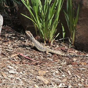 Eastern Bearded Dragon in the Zoofari Lodge area