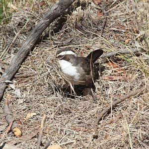 Babbler collecting nesting material