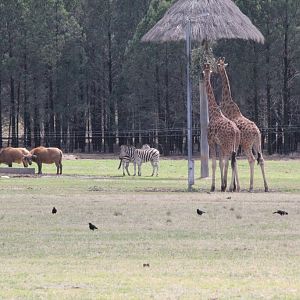 Private viewing of the African Savanna