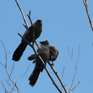 Apostlebirds