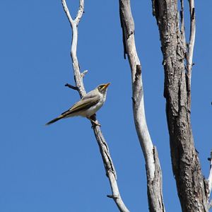 Yellow-throated Miner