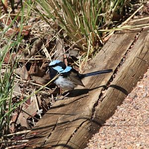 Superb Blue Wren