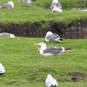 Greater black-backed gull?