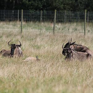 C. t. taurinus or C. t. albojubatus?