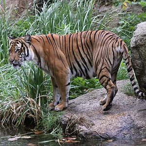 Panthera tigris jacksoni