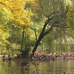 Flamingo breeding island at Dortmund