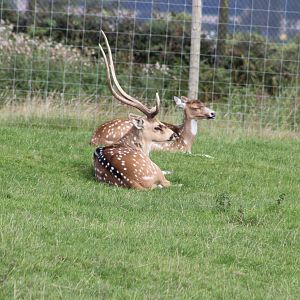 Axis deer