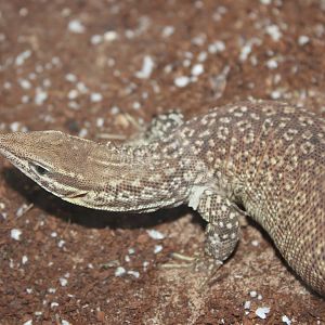 Spiny-tailed monitor