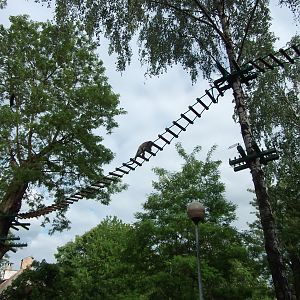 black howler (Alouatta caraya)